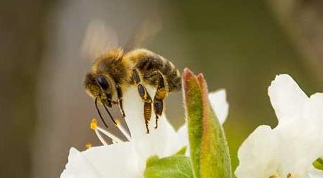 养蜂人一年能赚多少钱（养蜂人挣钱吗）