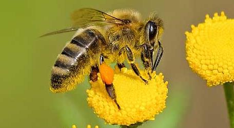 被蜜蜂蛰抹牙膏有用吗（被蜜蜂蛰了能抹牙膏吗）