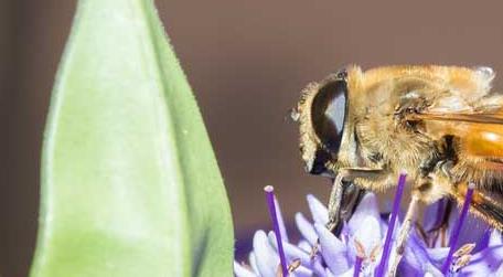 被蜜蜂蛰了怎么处理最简单 被蜜蜂蛰了怎么处理最简单?