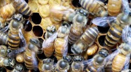 新手怎么才能养好蜜蜂（刚开始养蜜蜂怎么养）