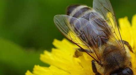 工蜂和蜂王是什么关系 蜜蜂中的蜂王和工蜂的区别是什么