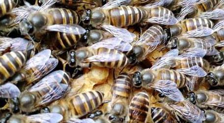 蜜蜂是怎么修筑蜂巢的 蜜蜂是怎样建巢的