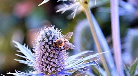 蜜蜂一年四季都产蜜吗 蜂巢蜜一年四季都有吗