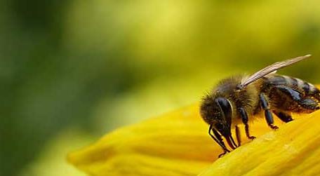 秋季蜜蜂没蜜了会跑吗 蜜蜂没了会怎么样