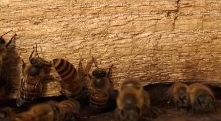 在农村养殖蜜蜂能赚钱吗（养殖蜜蜂赚钱吗?）