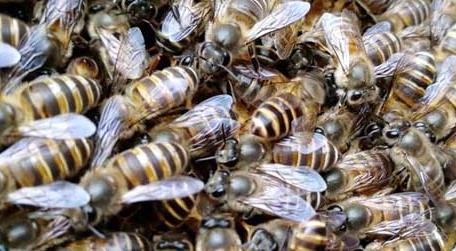 在农村可以养蜜蜂吗 村子里可以养蜜蜂吗