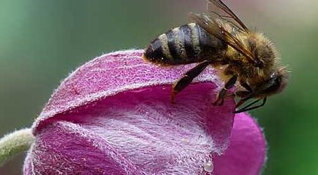 蜜蜂是害虫还是益虫 蜜蜂是害虫还是益虫它是捉什么虫的
