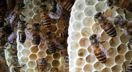 在农村养蜜蜂要花多少钱 养蜜蜂需要多少钱成本