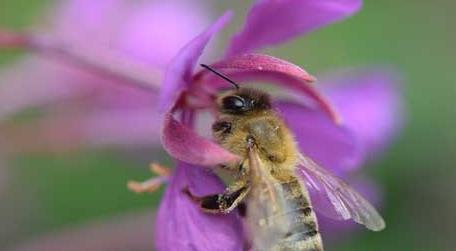 被蜜蜂蛰多久过危险期（被蜜蜂蛰多久过危险期?）