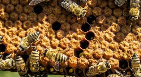 蜂群中雄蜂太多是什么原因（蜂群有很多雄蜂怎么回事）