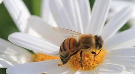 蜜蜂采的是花蜜还是花粉 蜜蜂采蜜是花粉吗