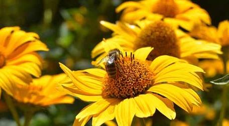 蜜蜂的象征意义是什么 蜜蜂的象征意义是什么用成语