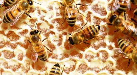 蜜蜂吃白糖会产蜂蜜吗（用白糖喂的蜜蜂产出的蜂蜜好吗）