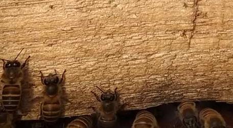 新蜜蜂认巢一般几天 刚搬回来的蜜蜂认巢要多久