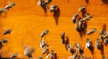 蜜蜂越冬最适温度是多少 蜜蜂越冬最适温度是多少?