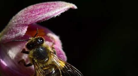 蜜蜂入屋筑巢是什么征兆 蜜蜂在家筑巢是什么征兆
