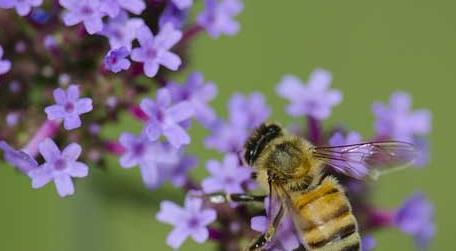 蜜蜂蛰了用牙膏能消肿止痒吗 蜂子蛰了怎样消肿止痒