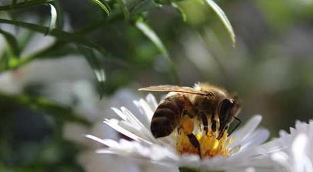 有哪些赞美蜜蜂的诗句（赞美蜜蜂的诗句,关于蜜蜂的诗句）