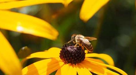 蜜蜂蜇人预示什么 蜜蜂蜇人什么症状