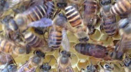 蜜蜂中的蜂王是什么蜂 蜜蜂中的蜂王和工蜂分别是什么?