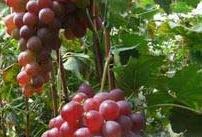 葡萄施用钾肥的重要性及其技术