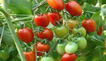 温室种植樱桃番茄怎么增产？ 樱桃番茄种植