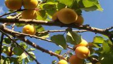 你不知道的杏树增产秘诀 杏树怎样剪枝才产量高