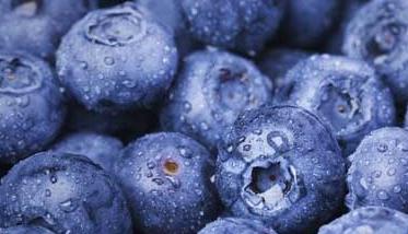 蓝莓的产地分布 蓝莓主要产地