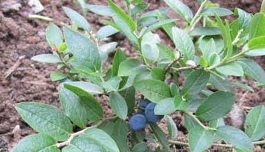 蓝莓的扦插繁殖方法 蓝莓的扦插繁殖方法(2