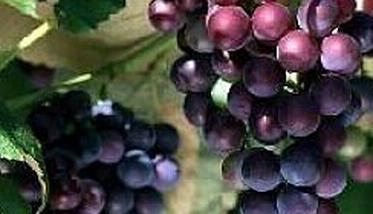 葡萄怎样催熟 葡萄怎样催熟更快