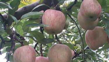 苹果树的寿命有多长？ 苹果树生长多少年