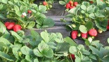 露天草莓的种植方法（露天草莓的种植方法及时间）