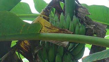 香蕉种植方法