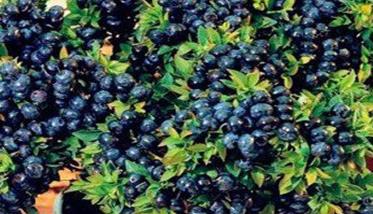 盆栽蓝莓的种植方法 盆栽蓝莓的种植方法和技术