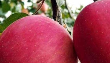 苹果树施肥有几种方法（苹果树的施肥技术）