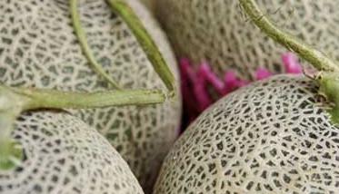 哈密瓜的种类图片 哈密瓜有多少个品种图片及名称