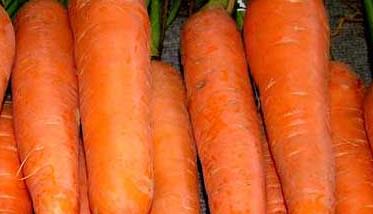 胡萝卜-有关胡萝卜的资料（胡萝卜相关资料）