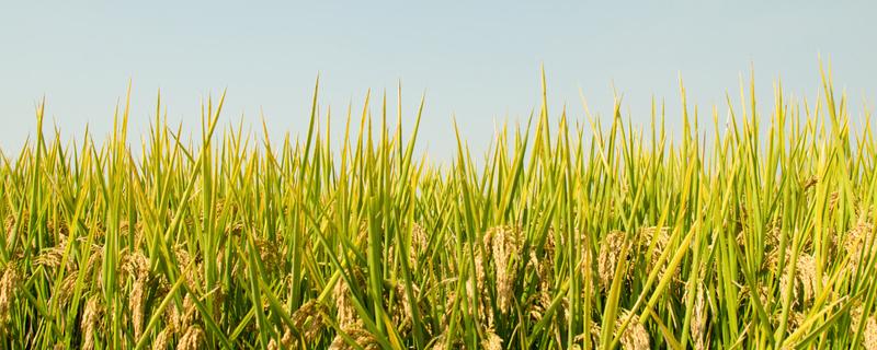 粳稻适宜的种植海拔上限是多少 粳稻最高产的品种
