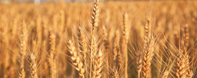 小麦和水稻哪个播种范围广 小麦和水稻哪个播种范围广粑粑农场