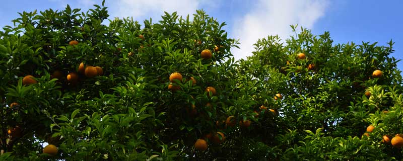 水分和温度哪个对柑橘影响大 柑橘对水分的要求