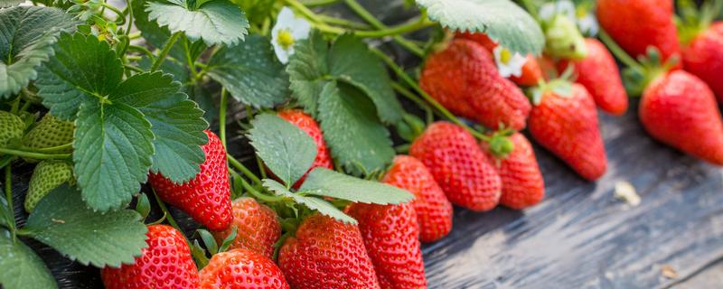 草莓种子的发芽方法 草莓种子如何发芽