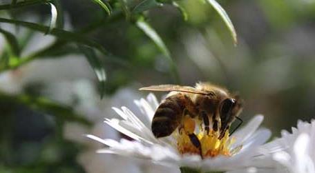 蜜蜂是怎么采蜜的（蜜蜂是怎么采蜜的视频）