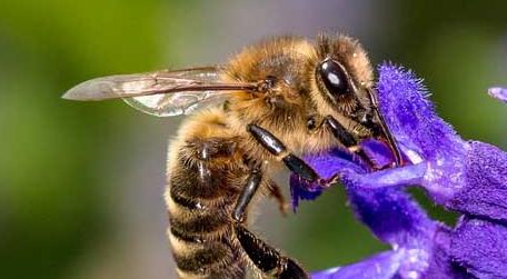 蜜蜂的特点有哪些 蜜蜂的特点有哪些写三个主要的内容