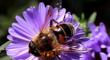 蜜蜂为什么在逐渐消失 蜜蜂突然消失