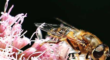 蜜蜂一生能采多少蜂蜜 蜂蜜一生可以采多少蜂蜜
