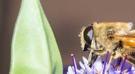 蜜蜂有几条腿和翅膀（蜜蜂有几对翅膀几只脚）