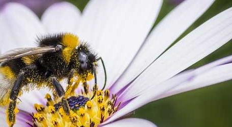 蜜蜂采蜜对花有什么好处 蜜蜂采花蜜的好处