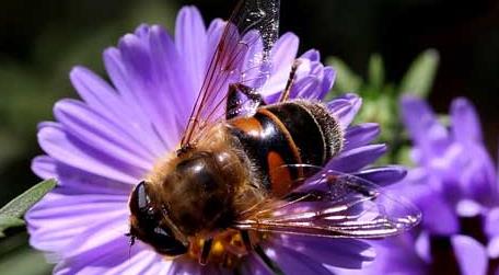 蜜蜂最怕什么东西 蜜蜂最怕什么东西会跑