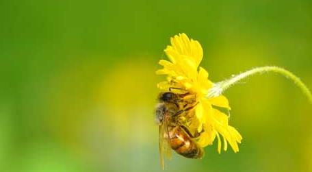 蜜蜂的生活环境特性 蜜蜂有什么生活特性