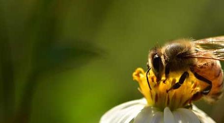 蜜蜂有哪些生物学特性（蜜蜂生物学基础知识）
